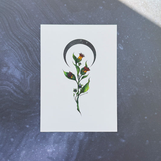 Belladonna 5x7 Art Print